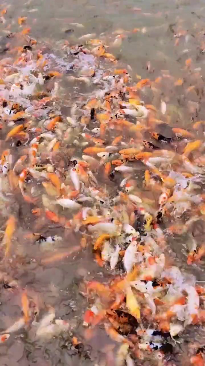 把你们的原生鱼缸发出来看一看。四川锦鲤鱼批发,锦鲤鱼苗批发。锦鲤鱼 四川锦鲤鱼苗 观赏鱼 