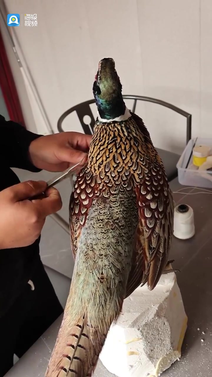 高手在民间④|已让2000多个死去的动物“重获新生” 中国第一头座头鲸标本出自他手