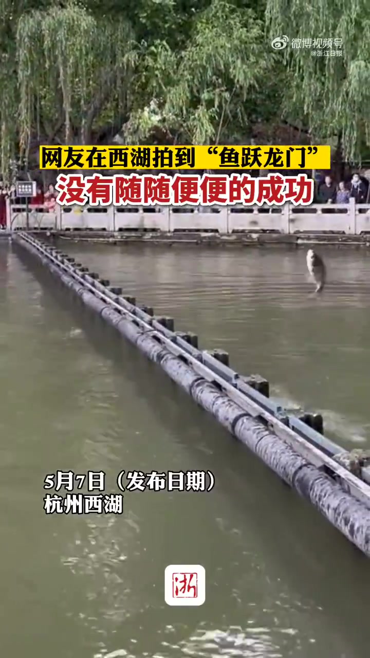 「」日前,有网友在西湖拍到“鱼跃龙门”,只见一条鱼多次跳跃,最终成功越过“龙门”。愿看到的