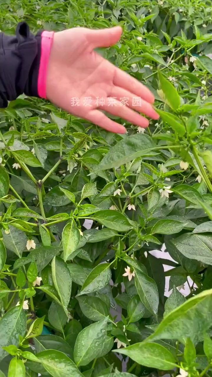 五月蔬菜开花结果的时候,营养要跟上。农业种植 种植小技巧 田园生活 我的小菜园