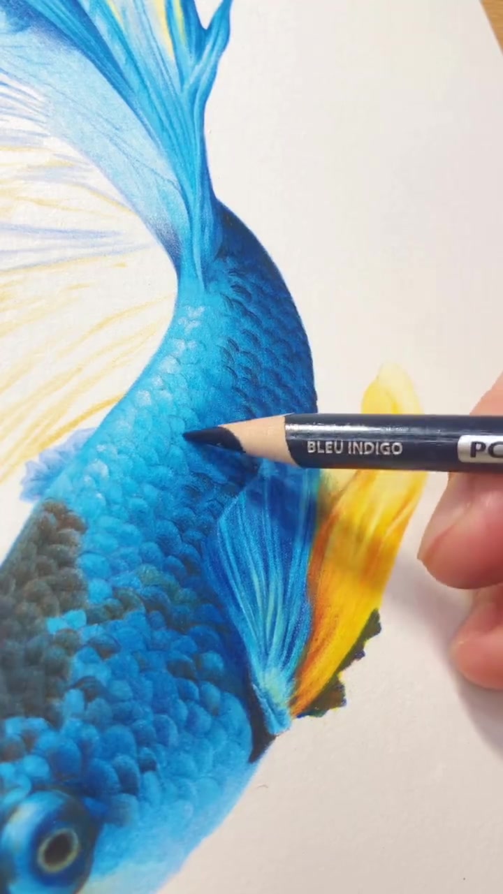 彩铅画斗鱼-起来来画画吧