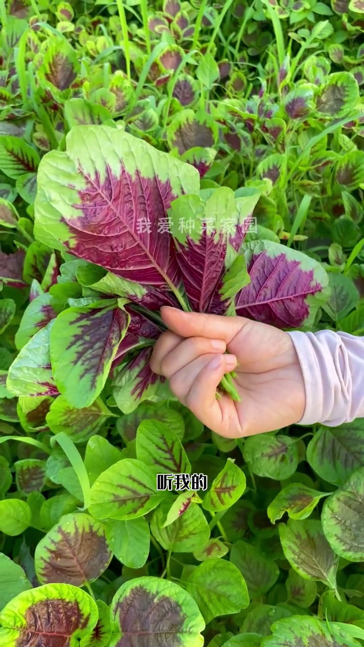 天气越来越热,听我的种些耐热的圆叶苋菜吧 田园生活 农业种植 种植小技巧 我的小菜园