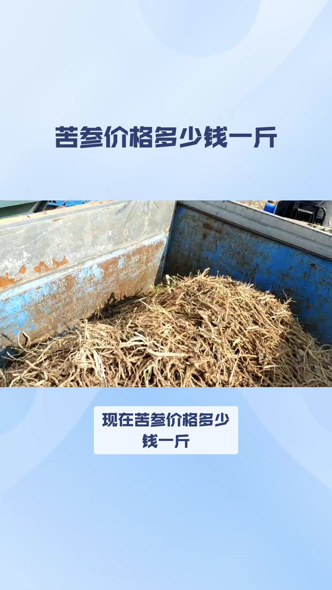 苦参药材多少钱一斤