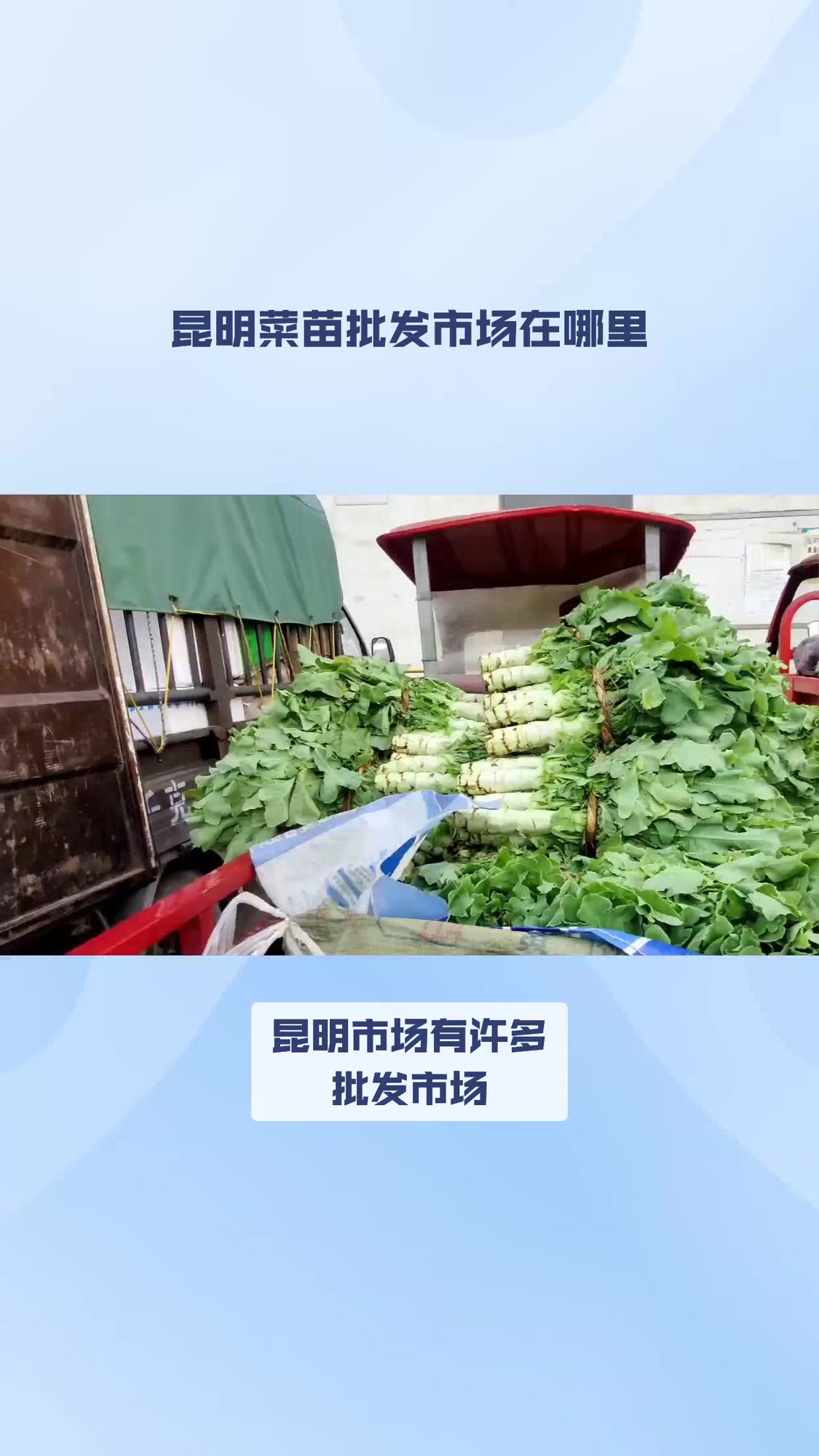 昆明菜苗批发市场在哪里 新农人计划2023 农业种植 新农人计划2