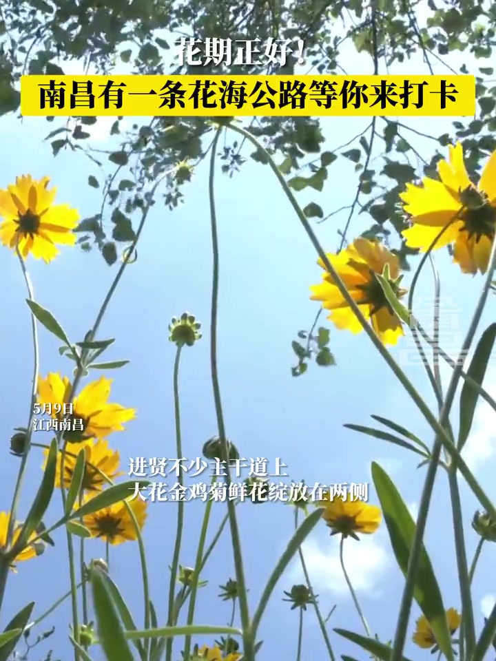 「花期正好!」5月9日,南昌进贤不少主干道上,一路大花金鸡菊鲜花绽放在两侧。据了解,此时正