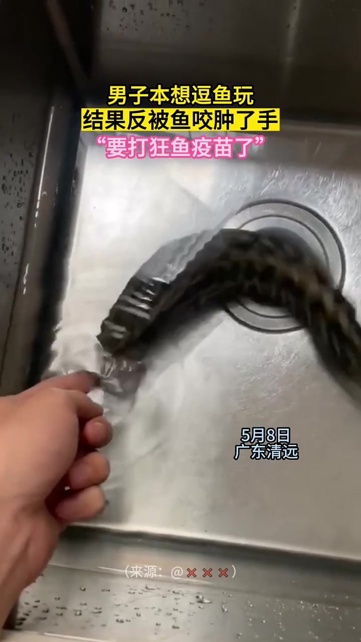 男子本想逗鱼玩,结果反被鱼咬肿了手,“要打狂鱼疫苗了”