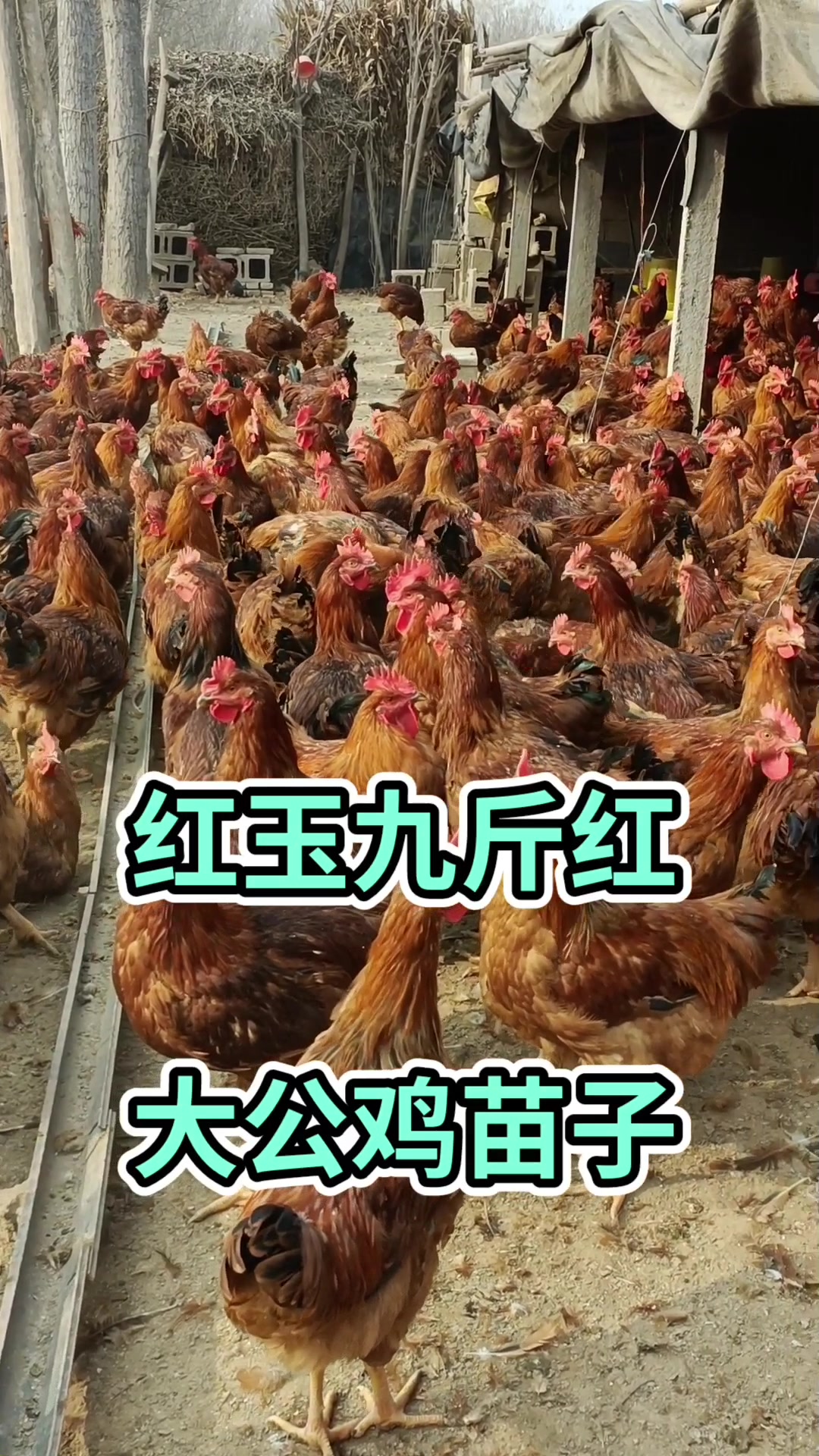 红玉九斤红大公鸡苗子