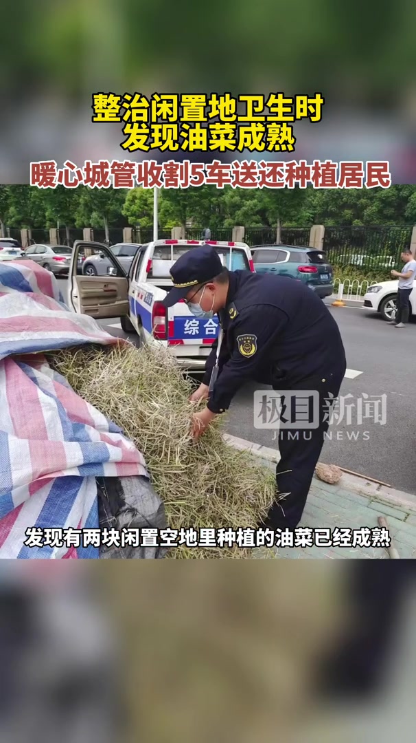 整治闲置地环境时发现油菜成熟,暖心城管收割5车送还种植居民