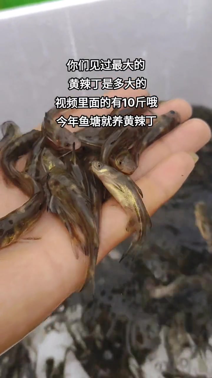 要说适合孩子吃的鱼,黄辣丁鱼是首选,刺少肉鲜营养好。黄辣丁鱼学名叫黄颡鱼、也叫黄骨鱼,只有