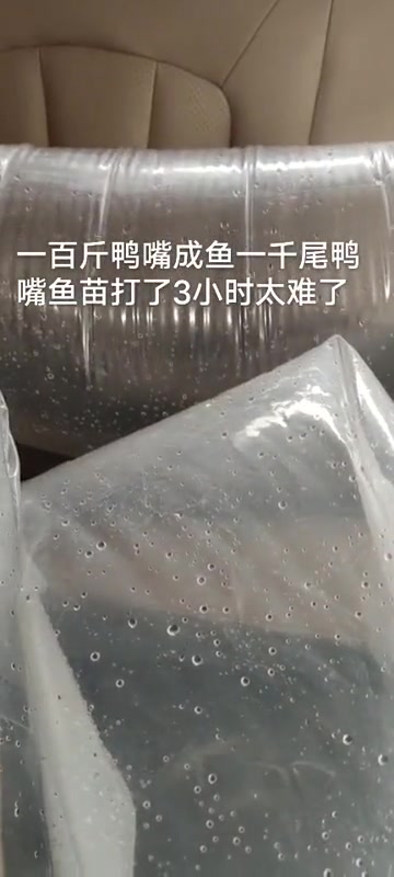 水产 水产养殖 水产人 鲟鱼苗 鸭嘴鱼 出售鸭嘴鱼苗,鸭嘴鱼成鱼