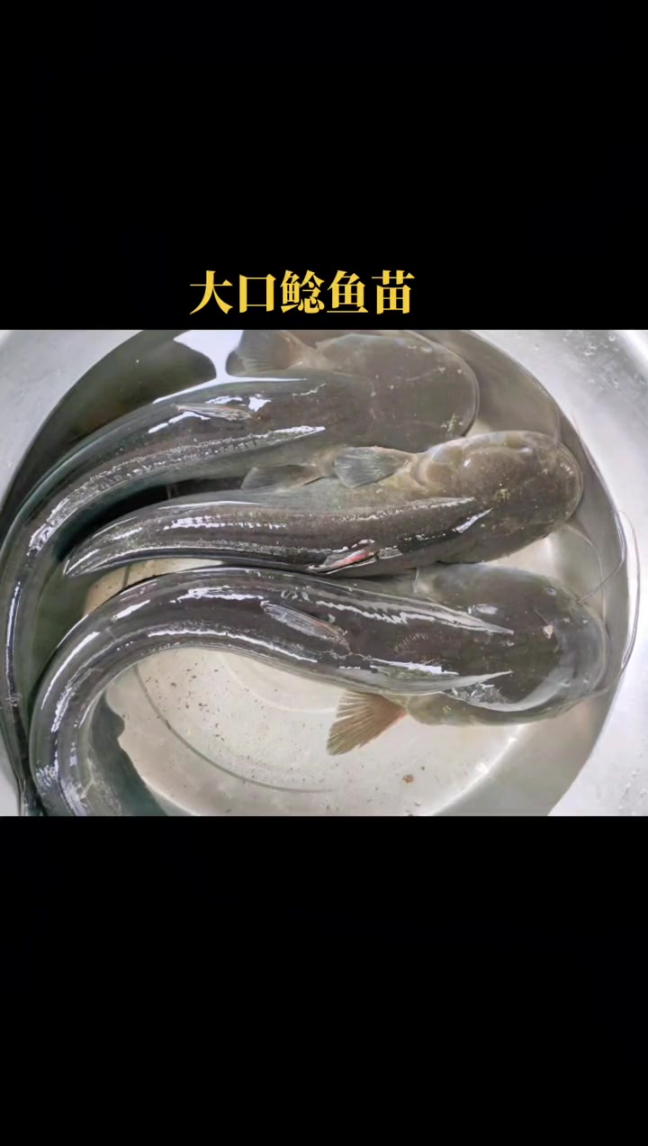 大口鲶别名河鲶、叉口鲶等南方大口鲶具有生长速度快、养殖效益高、病害少、耐低温等优点,是适合