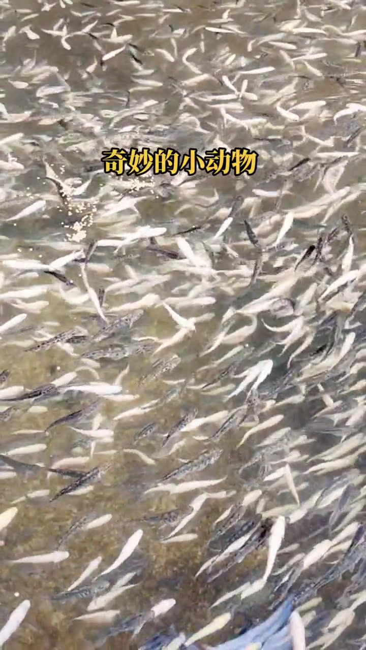 虹鳟鱼苗。七色鱼(金鳟鱼苗、淡水三文鱼、虹鲑) 虹鳟鱼具有生长周期短,肉质好,养殖效益好的