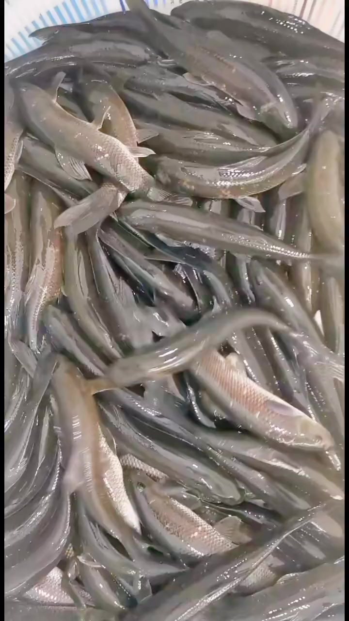 华鲮鱼(青龙棒,沉香鱼)生长较缓慢,一般个体为1-2公斤,最大个体可达5公斤,在产地产量较