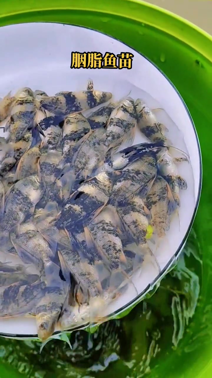 胭脂鱼 人工繁殖鱼中皇后,亚洲美人鱼,故有“一帆风顺”之称。胭脂鱼苗 最美原生鱼 观赏鱼 