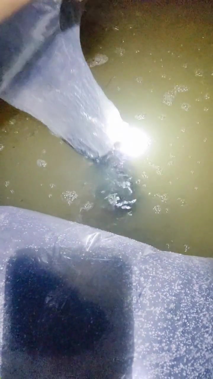 黄辣丁水花下池开始觅食,轮虫培育的好不怕没有存活率 黄颡鱼鱼苗 养鱼日记 黄辣丁鱼苗 黄骨