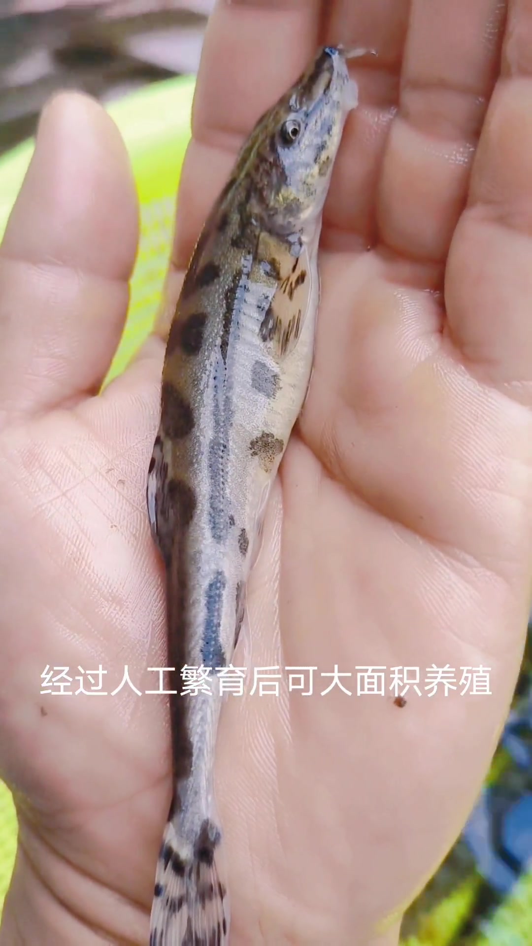 拟鲶高原鳅,又叫老虎鱼,狗鱼。属于极度濒危鱼种!经过人工繁育后可大面积养殖。使用饲料进行饲