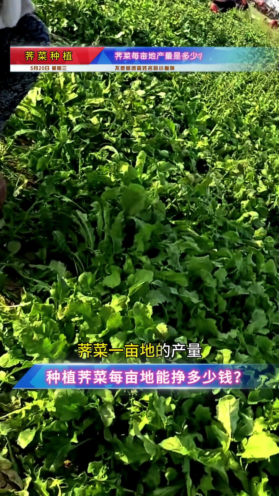 第10集|新农人计划20222 三农 新农人计划 本期节目主要讲解荠菜种植效益分析:荠菜每