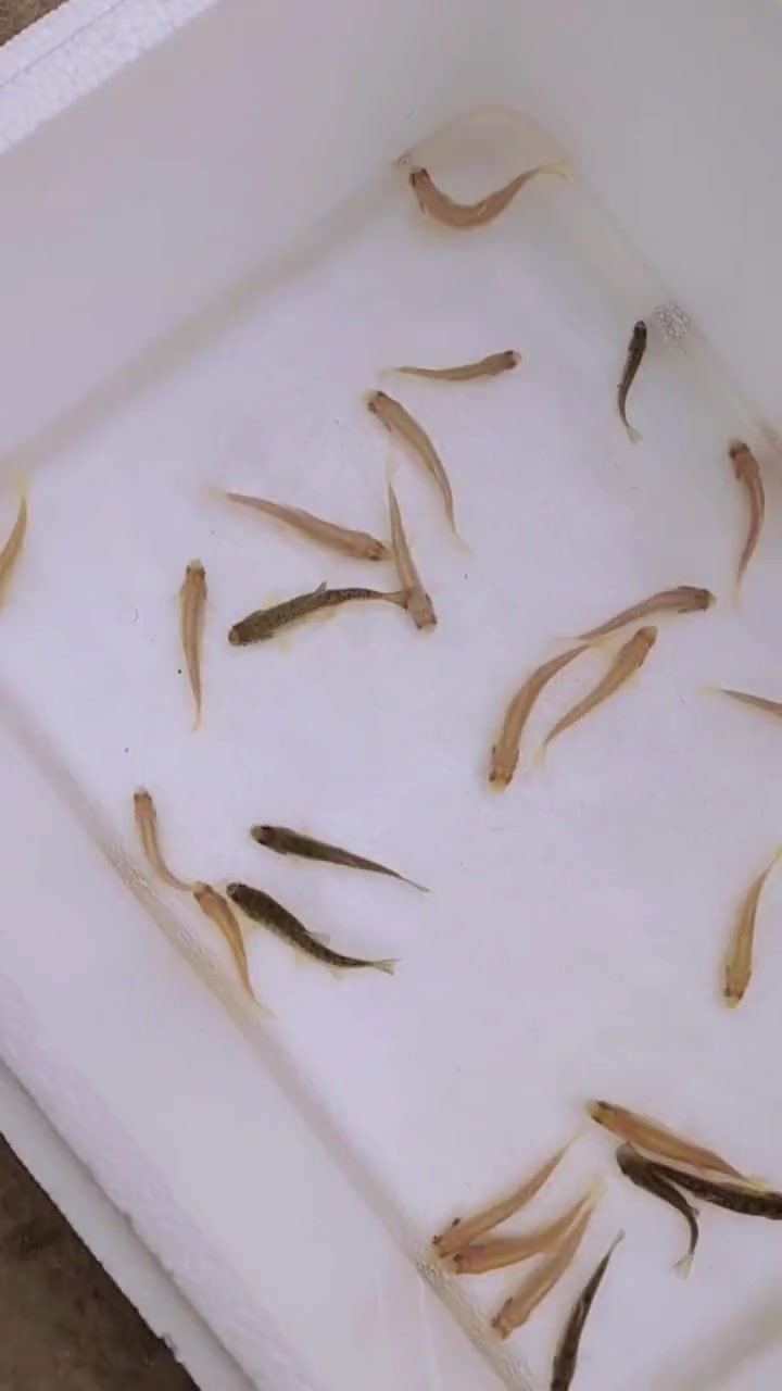 淡水里的三文鱼,肉质好 细嫩鲜美 营养价值高,养殖周期短,生活在低温里,高级食用鱼 鱼苗 