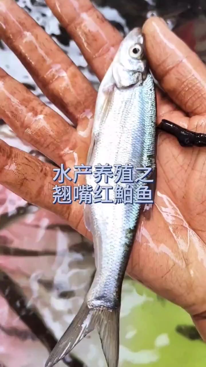 米级翘嘴鱼苗,也叫白鱼,撅嘴鲢子,体型较大,体细长,呈柳叶型。专吃鱼塘小鱼小虾,行动迅猛,