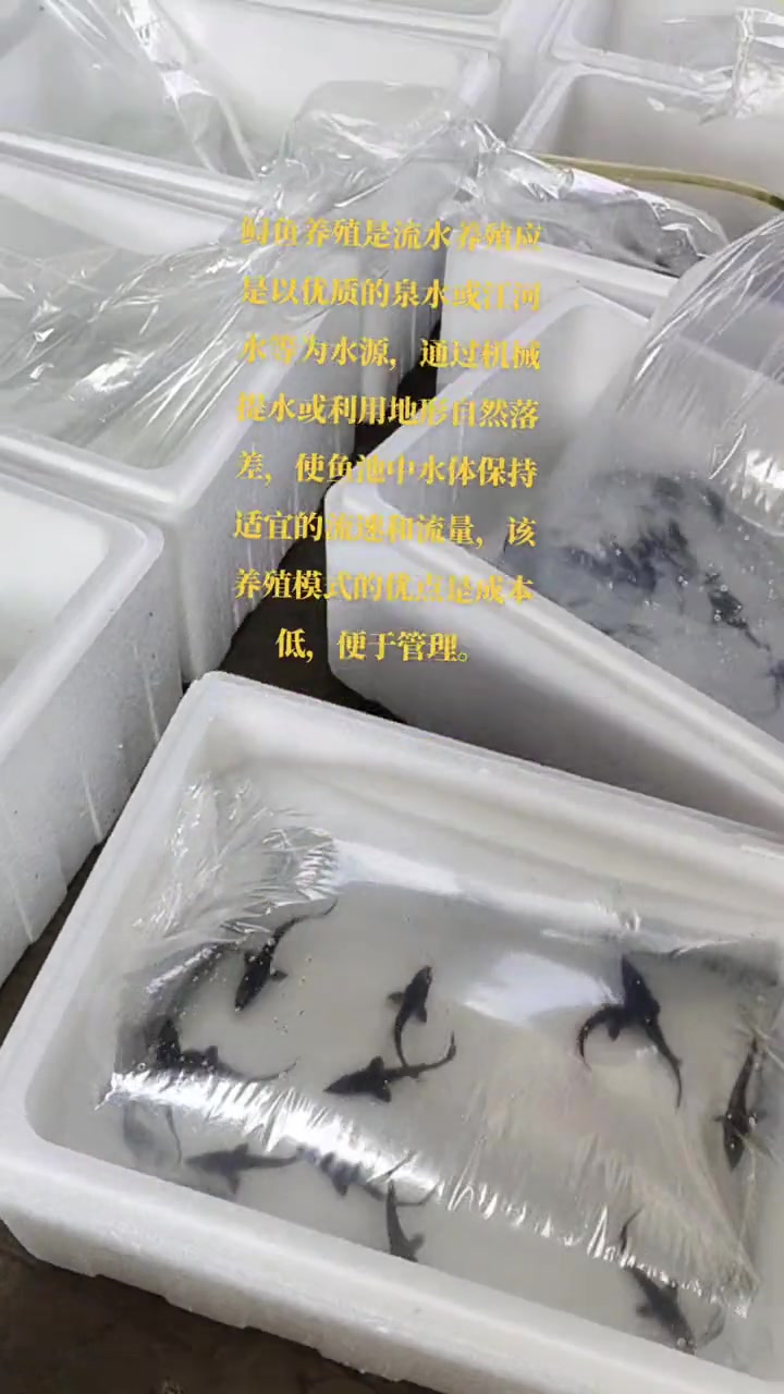 山泉水养殖 鲟鱼 鲟鱼苗 杂交鲟鱼养殖 增殖放流 高山流水 农村创业 守护美丽河湖 养鱼日