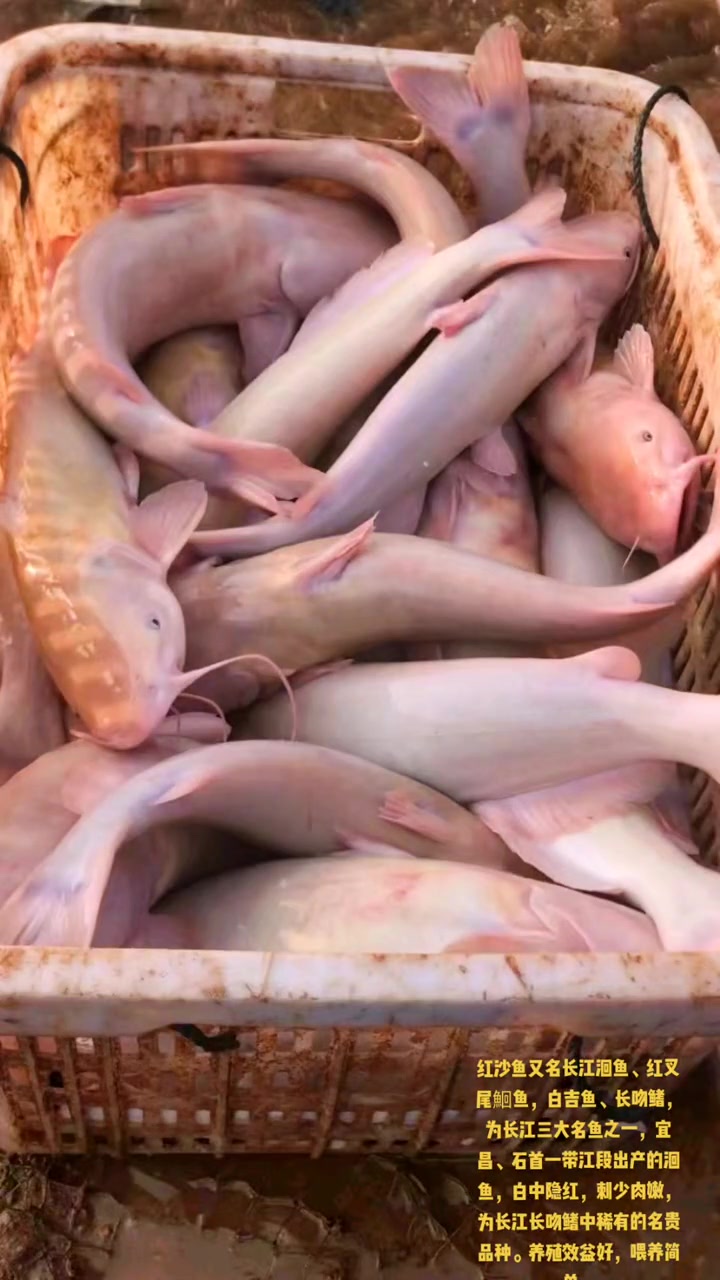 叉尾鮰鱼 红沙 红叉尾 增殖放流 生态修复 守护美丽河湖 我要上热门 鱼苗 鱼