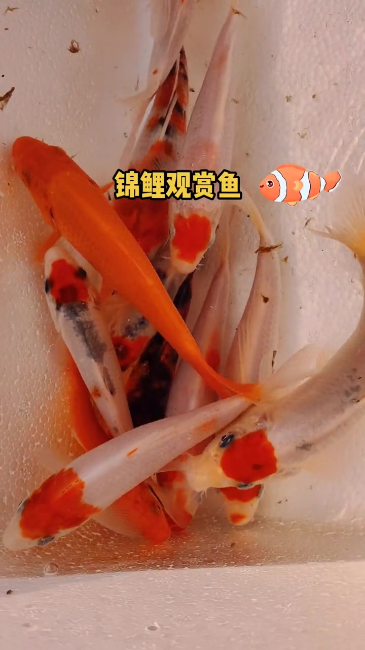 锦鲤观赏鱼,锦鲤鱼苗,锦鲤体格健美、色彩艳丽、花纹多变、泳姿雄然,具极高的观赏和饲养价值。