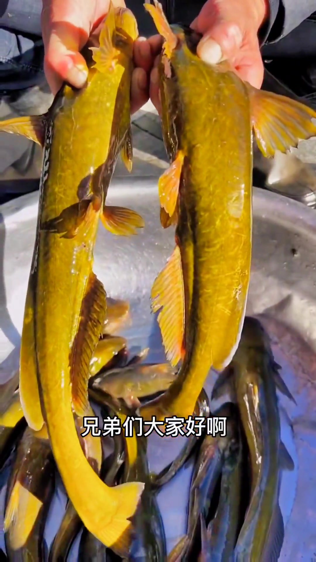 正宗的牛尾巴鱼,肉质细嫩,味道鲜美,18子之一,牛尾巴子 渔民生活实拍 养鱼 最美原生鱼 