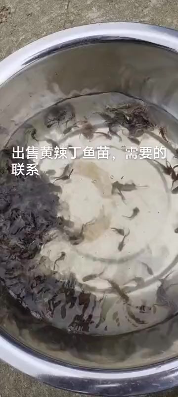 黄骨鱼 水产养殖 水产人 出售黄辣丁鱼苗