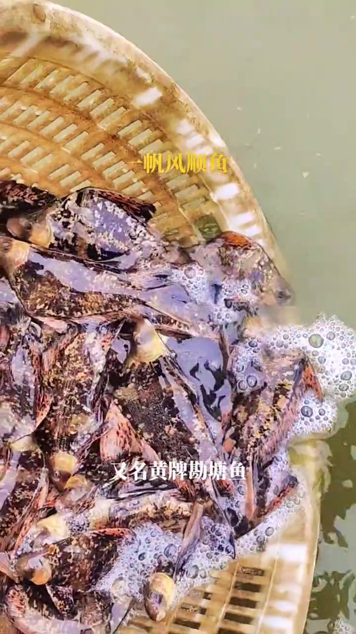 胭脂鱼苗又名火烧鳊,一帆风顺鱼。养殖效益好,利润高。是鱼塘水库套养的最佳选择。特种水产养殖