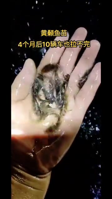 黄辣丁鱼苗,又叫黄骨鱼苗,黄颡鱼苗,昂刺鱼苗。黄辣丁鱼苗 黄颡鱼苗 鱼苗 增殖放流 黄颡鱼