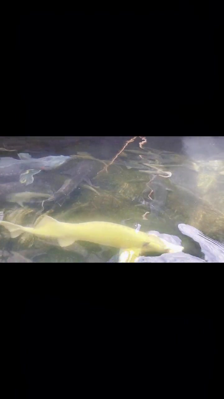 变异白色鲟,金色鲟鱼。海洋馆,土豪来带走,观赏价值极高 最美原生鱼 海洋馆 好运锦鲤 水族