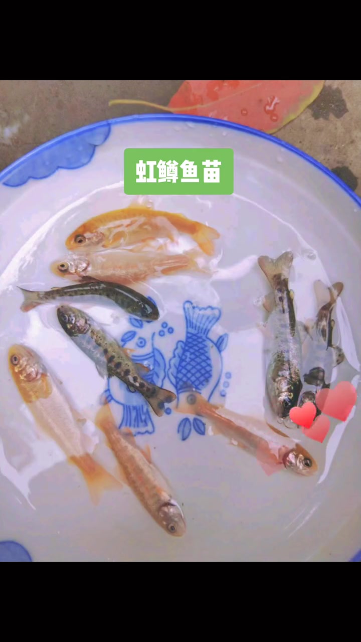 虹鳟。又名(金鳟、淡水三文鱼、虹鲑)虹鳟鱼苗 微观看世界 虹鳟鱼 金鳟鱼 密集恐惧 山泉水