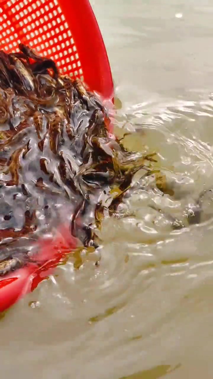 黄颡鱼苗,适合水库,鱼塘,网箱养殖,生长速度快,肉质鲜美 黄颡鱼苗 黄颡鱼养殖 黄辣丁养殖