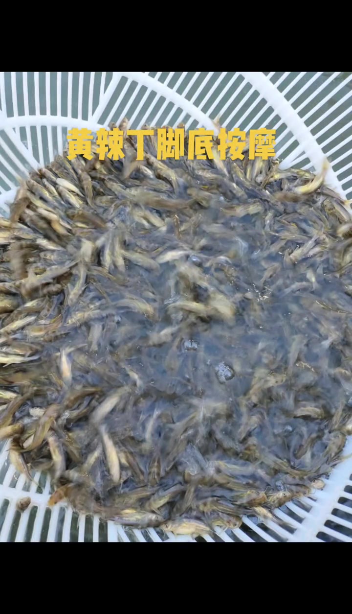 水产养殖 鱼 高密度养殖 特种水产养殖 鱼苗 黄骨鱼 黄颡鱼 黄辣丁 增殖放流 生态修复 