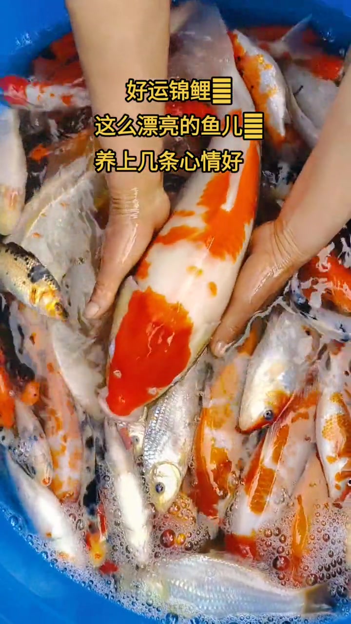 在家里养一池锦鲤鱼观赏是什么体验?好运锦鲤,见者好运!红白锦鲤 锦鲤 观赏鱼 锦鲤鱼苗 水