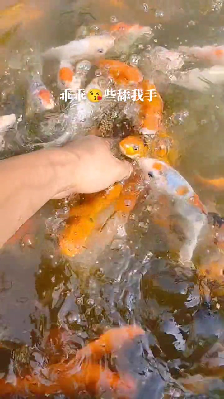 锦鲤观赏鱼,锦鲤鱼苗,锦鲤体格健美、色彩艳丽、花纹多变、泳姿雄然,具极高的观赏和饲养价值。