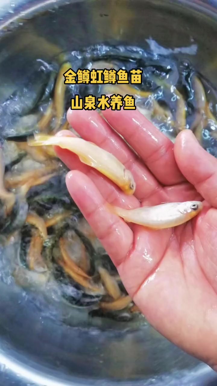 虹鳟鱼苗。七色鱼(金鳟鱼苗、淡水三文鱼、虹鲑) 虹鳟鱼具有生长周期短,肉质好,养殖效益好的