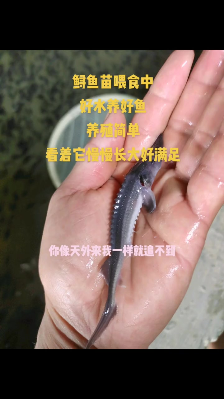水产养殖 特种水产养殖 山泉水养殖 我要上热门 鱼 增殖放流 守护美丽河湖 观赏鱼 生态修