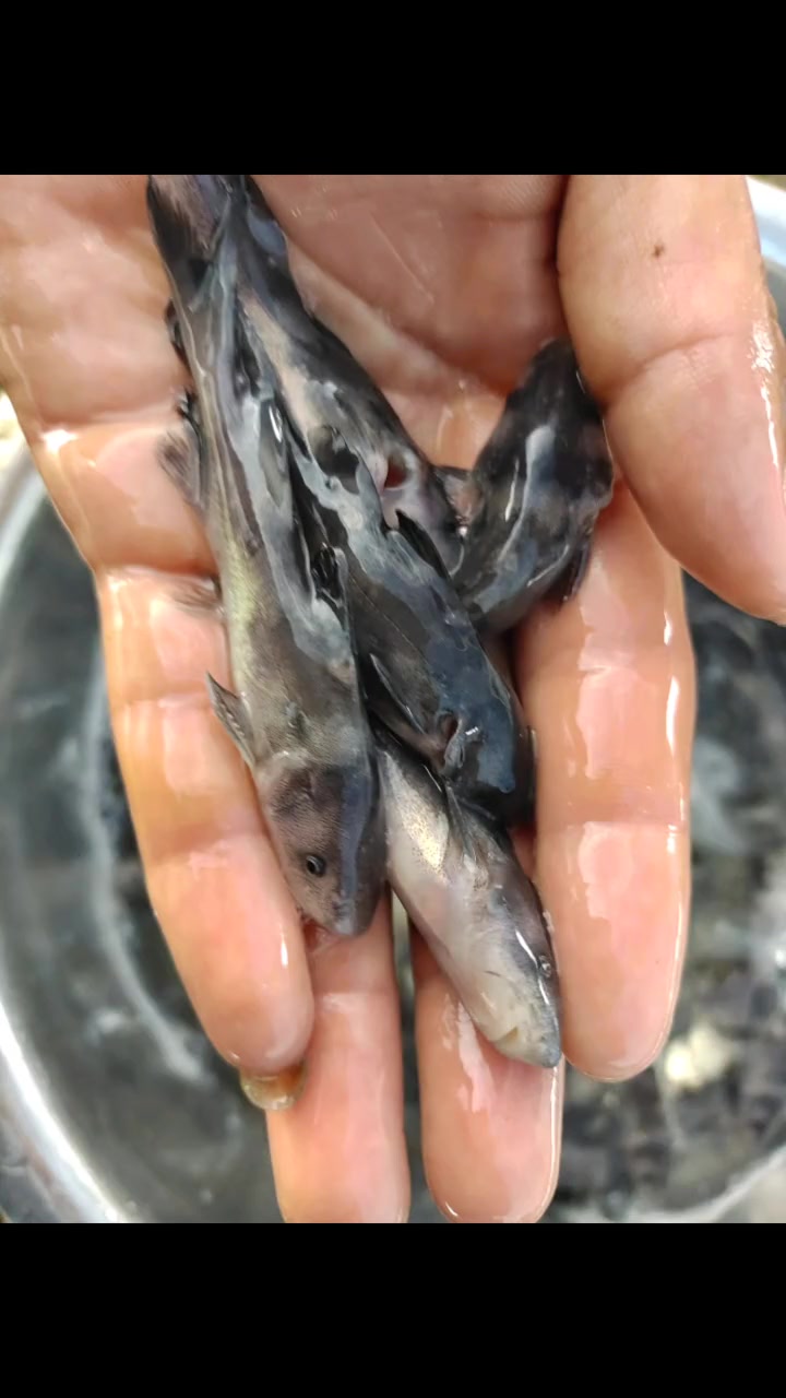 水产养殖 水产人 钓鱼 江团鱼苗 特种鱼苗 高密度养殖 鱼获 鱼苗