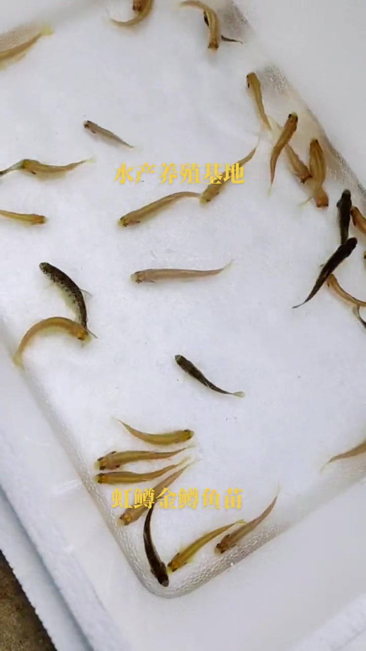 虹鳟鱼苗。七色鱼(金鳟鱼苗、淡水三文鱼苗、虹鲑鱼苗) 虹鳟鱼具有生长周期短,肉质好,养殖效