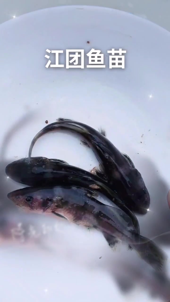 水产养殖 精彩片段 江团鱼苗出售,欢迎咨询参观。养殖利润高