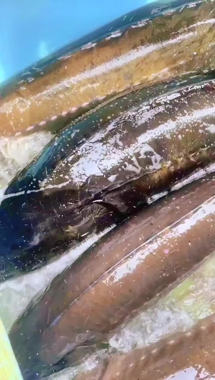鲟鱼养殖是流水养殖应是以优质的泉水或江河水等为水源,通过机械提水或利用地形自然落差,使鱼池