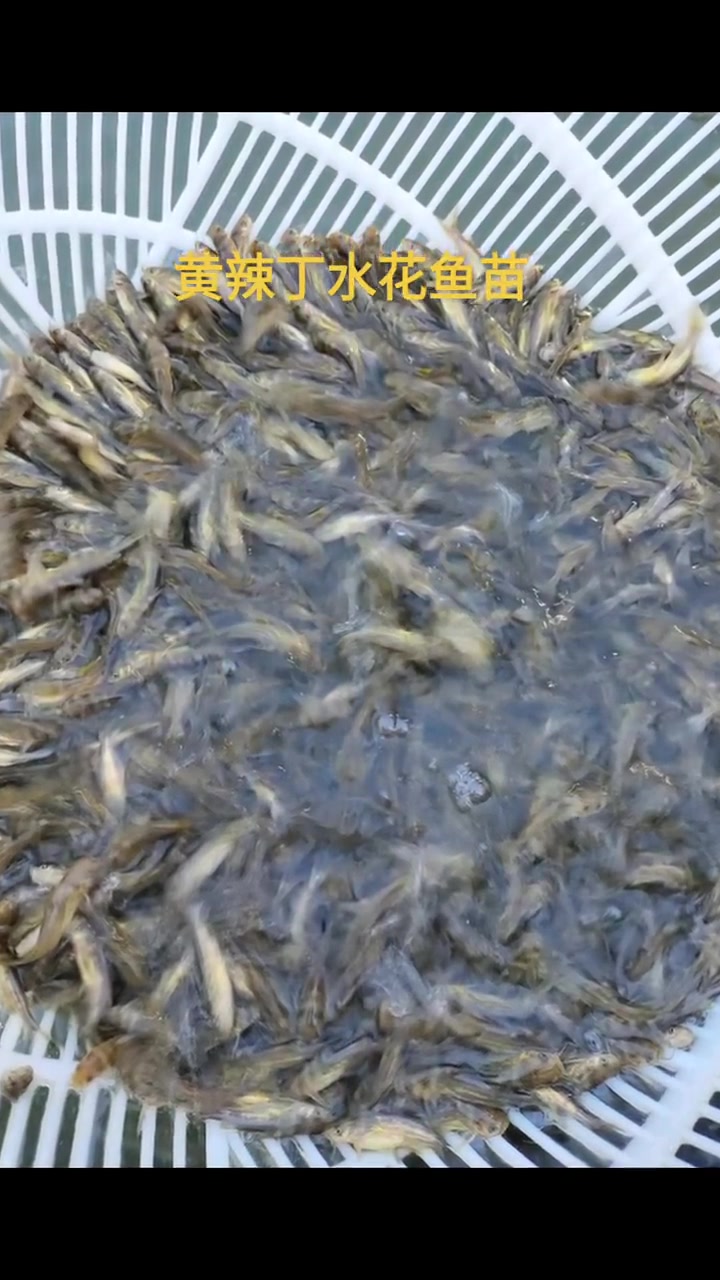 水产养殖 高密度养殖 黄辣丁水花鱼苗,养好鱼,欢迎咨询参观。黄辣丁