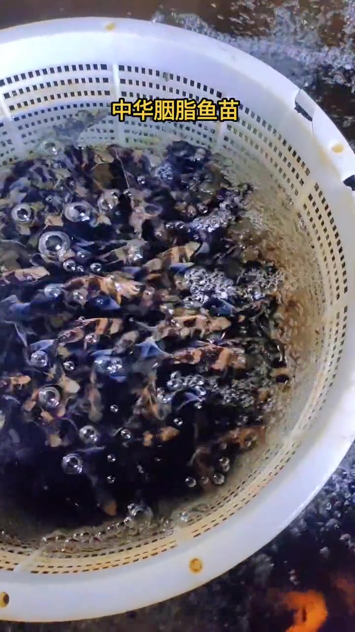 胭脂鱼苗又名黄排,火烧鳊,一帆风顺鱼。人工胭脂鱼养殖效益好,是鱼塘水库套养的优良选择。胭脂