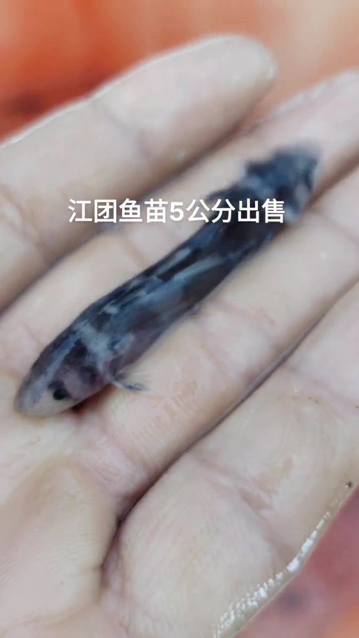 水产养殖 水产人 水产 水产养殖 水产 出售江团鱼苗5公分,现有黄辣丁,江团,鸭嘴鱼,雅鱼
