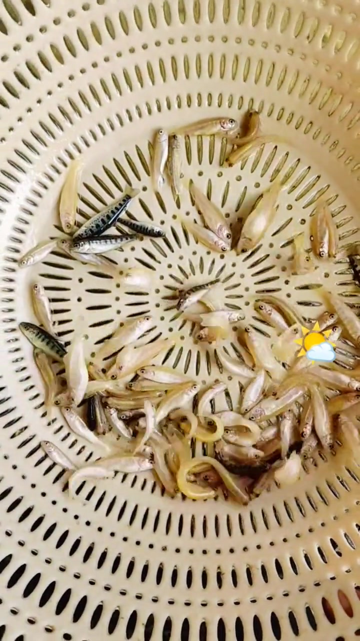 虹鳟鱼,也叫瀑布鱼、七色鱼,由于其独特的口感和丰富的营养价值,受到很多消费者和养殖户们的青