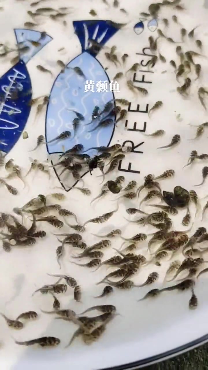 黄颡鱼水花培育的好的关键秘诀就是关心它爱护它。黄颡鱼的多种叫法黄辣丁水花,黄骨鱼水花。鱼苗