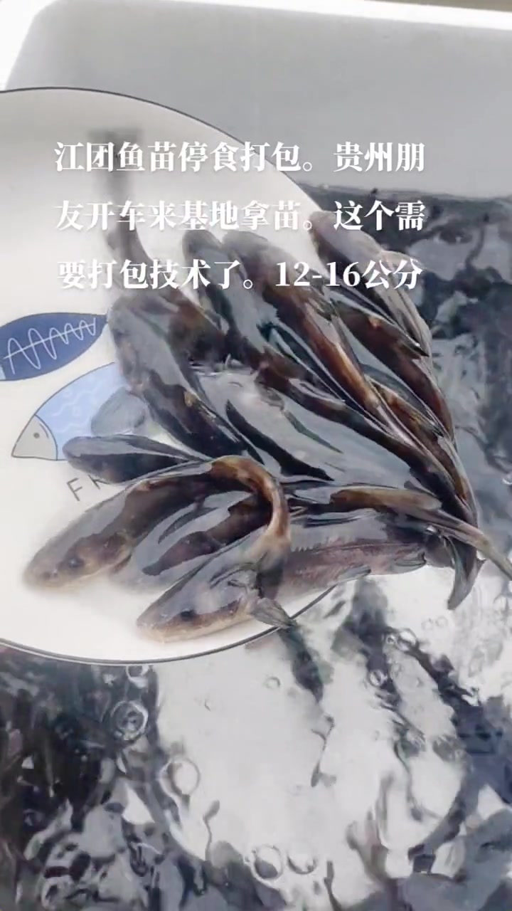 江团鱼苗,长吻鮠。别名(鮰鱼,江团,肥沱,肥王鱼,淮王鱼)江团鱼苗,江团鱼苗养殖基地 水产