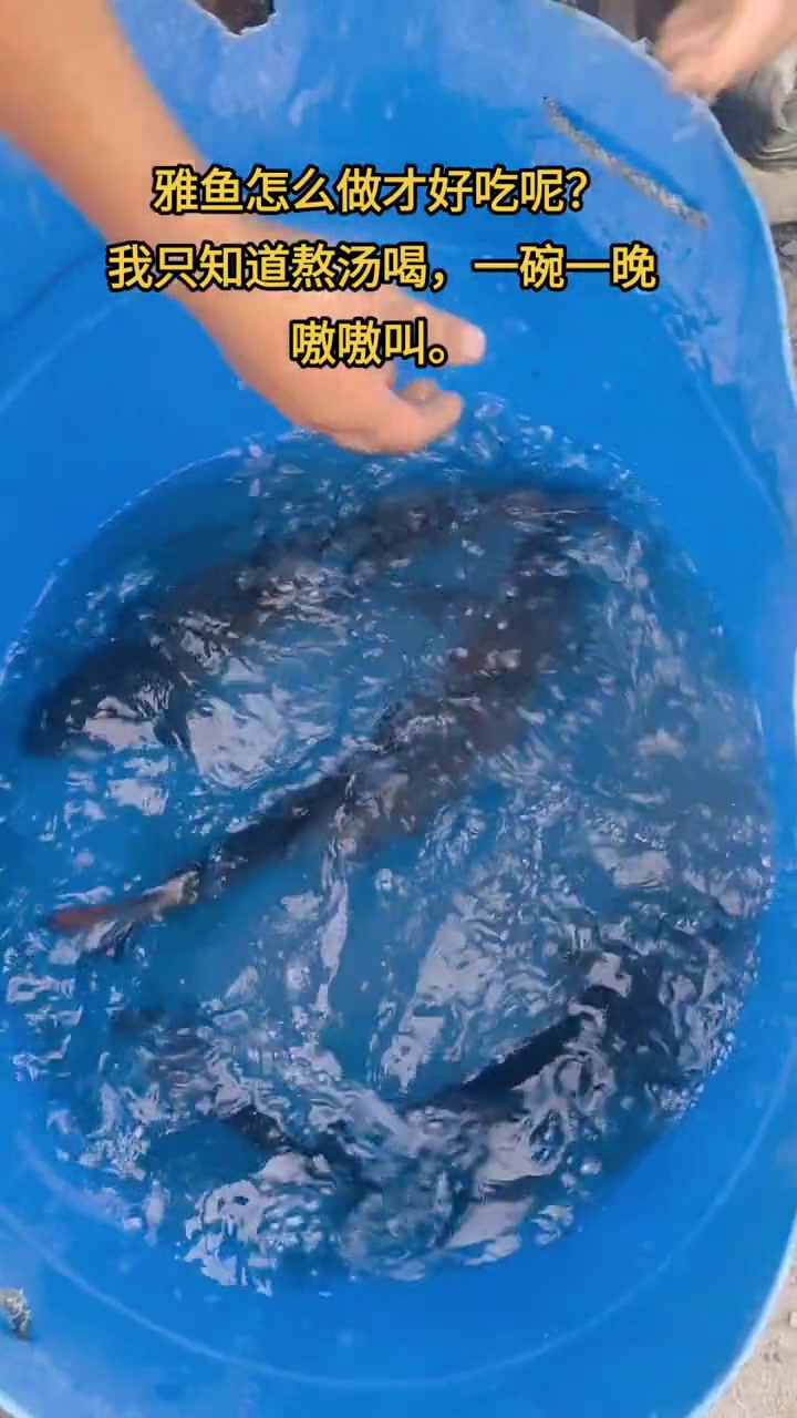 雅鱼也叫裂腹鱼,细鳞鱼,细甲鱼,洋鱼 三农 最美原生鱼 山泉水养鱼 冷水鱼