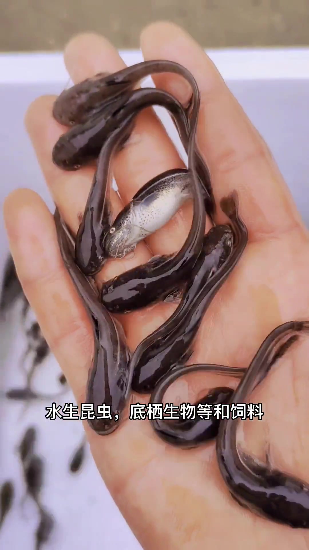 大口鲶别名河鲶、叉口鲶等。南方大口鲶鱼苗生长速度快、养殖效益高、病害少 三农流量扶持计划 